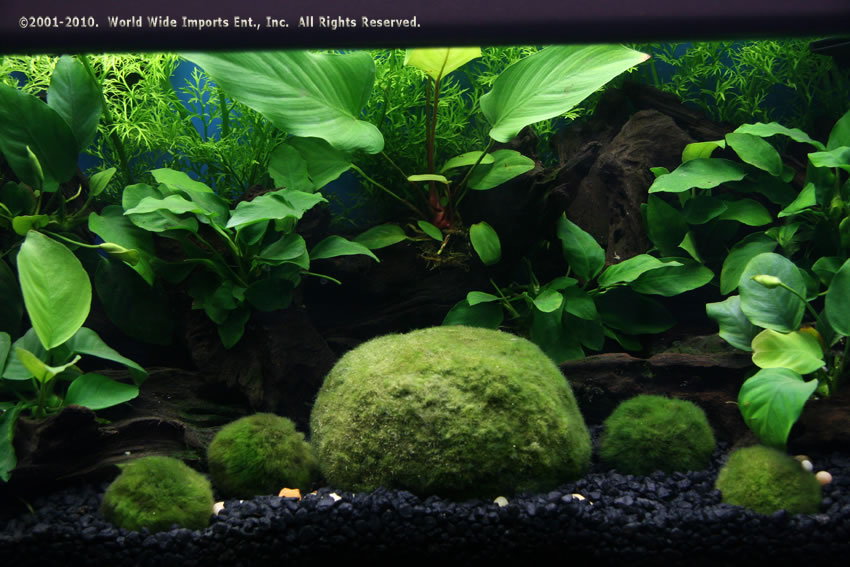 Live Cichlid GravelAfrican Cichlid Substrates for your Cichlids